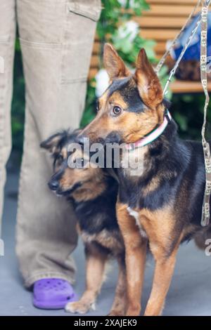 Zwei Hunde stehen an der Leine nebeneinander und repräsentieren verschiedene Rassen und Merkmale wie Hüte- und Begleithunde, die Teil der CA sind Stockfoto