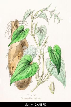 1872 viktorianischer handgemalter botanischer Farbstich in William Rhind's Gemüsereich: Yam / Dioscorea alata Stockfoto