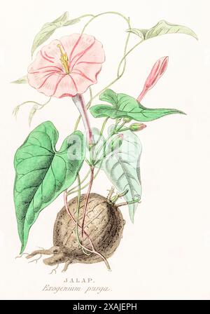 1872 viktorianischer handgemalter farbiger botanischer Stich in William Rhind's Gemüsereich: Jalap / Exogonium purga syn. Ipomoea jalapa Stockfoto