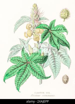 1872 viktorianischer handgemalter botanischer Farbstich in William Rhind's Gemüseherde: Rizinusöl / Ricinus communis. Laxative Arzneipflanze. Stockfoto