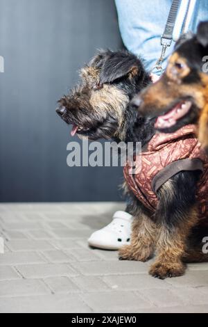 Eine Person steht, während sie zwei kleine Hunde hält, von denen einer in eine Jacke gekleidet ist. Die Hunde sind wahrscheinlich Heimtiere, möglicherweise von unterschiedlichen b Stockfoto
