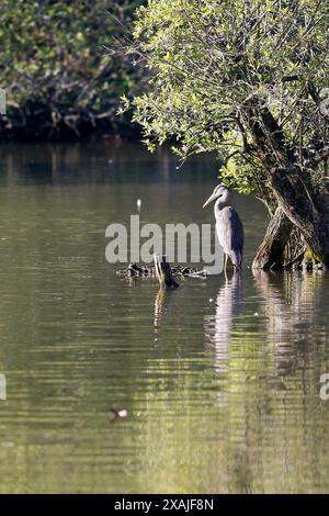 Brittens Pond, Worplesdon. Juni 2024. Sonnige Bedingungen in den Home Counties heute Morgen. Wildvögel am Brittens Pond in Worpleson bei Guildford in Surrey. Quelle: james jagger/Alamy Live News Stockfoto