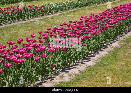 Triumph Tulpen Tulipa Purple Flag blühen im April in einem Garten Stockfoto