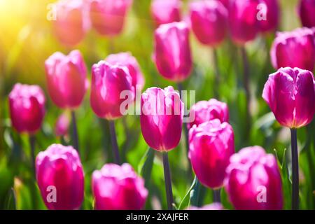 Triumph Tulpen Tulipa Purple Flag blühen im April in einem Garten Stockfoto