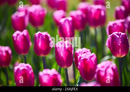 Triumph Tulpen Tulipa Purple Flag blühen im April in einem Garten Stockfoto