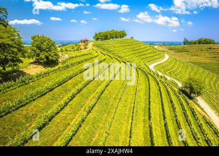Terrassierter Weinberg und Aussichtspunkt auf Madjerkin Breg aus der Vogelperspektive, Medjimurje Region im Norden kroatiens Stockfoto