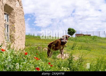 Eine braune Kuh steht auf einem Feld neben einem Haus Stockfoto