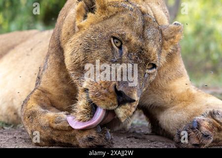 Eine Löwin wäscht sich nach einer Jagd die Pfoten Stockfoto