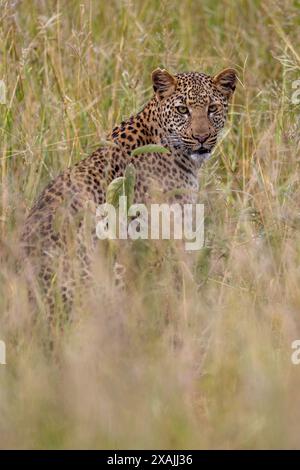 Ein Leopard ruht im hohen Gras Stockfoto