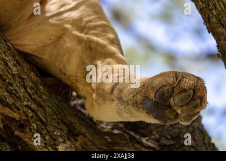 Detail einer Löwenpfote, die auf einem Baum ruht Stockfoto