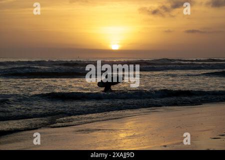 Surfer, der bei Sonnenuntergang in Oceanside, Kalifornien, ins Meer einsteigt Stockfoto