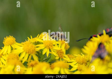 Biene auf Löwenzahn Stockfoto