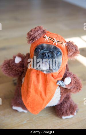 Ein Hund verkleidet als Ewok aus Star Wars. Stockfoto