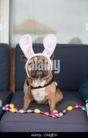 Festliche Bulldogge in Hasenohren. Stockfoto