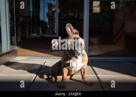 Der süße französische Bulldog neigt seinen Kopf, während er die Morgensonne genießt. Stockfoto