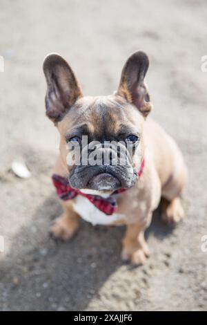 Der Hund ist gekleidet, um am Strand mit seiner roten Bowtie zu beeindrucken. Stockfoto
