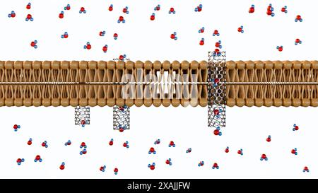 3D-Rendering von Molekülen, die durch Kohlenstoff-Nanoröhren-Porine auf Lipid-Bilayer-Membran passieren Stockfoto