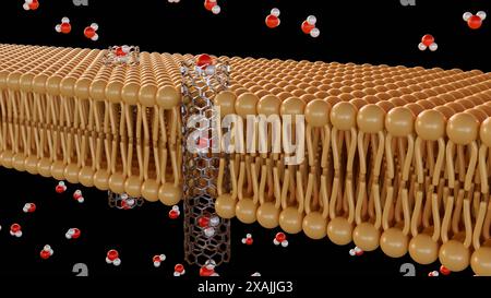 3D-Rendering von Molekülen, die durch Kohlenstoff-Nanoröhren-Porine auf Lipid-Bilayer-Membran passieren Stockfoto