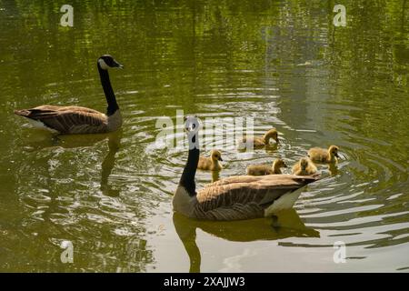 Gänse mit Gänsen, die auf dem See schwimmen, Brant canadian auf grüner Wiese mit Eltern im Waldgebiet, Familienwasservögel in natürlicher Umgebung, Stockfoto