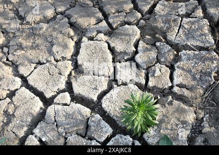 ZAPORIZHZHIA REGION, UKRAINE - 5. JUNI 2024 - Ein Unkraut wächst in dem zerrissenen Boden am Boden des ehemaligen Kakhowka-Reservoir am Dnipro-Fluss, das trocken ging, nachdem russische Truppen den Kakhowka-Damm in Cherson am 6. Juni 2023 in der Region Zaporischschschzhia im Südosten der Ukraine gesprengt hatten. Stockfoto