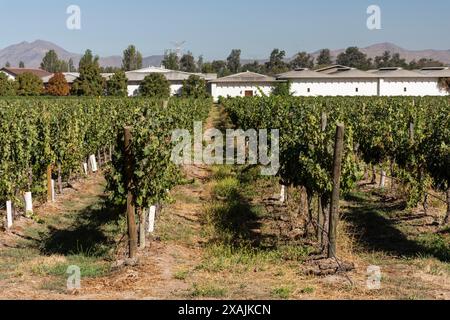 Wunderschöne Landschaft mit Weinreben in Santa Rita Weingut, Santiago Stockfoto