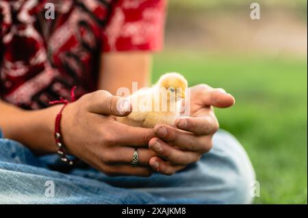 Person, die im Freien ein gelbes Küken sanft in den Händen hält. Stockfoto