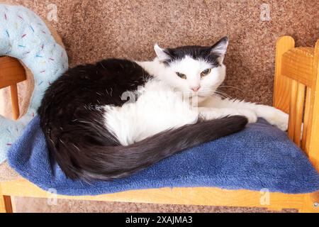 Eine kleine bis mittelgroße schwarz-weiße Katze mit Schnurrbart und einem Kitzschwanz liegt friedlich auf einer gemütlichen blauen Decke in der Nähe von Holz Stockfoto