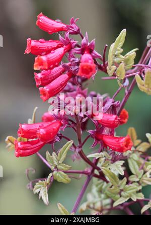 Chilenische Herrlichkeit Rebe (Eccremocarpus Scaber) Stockfoto