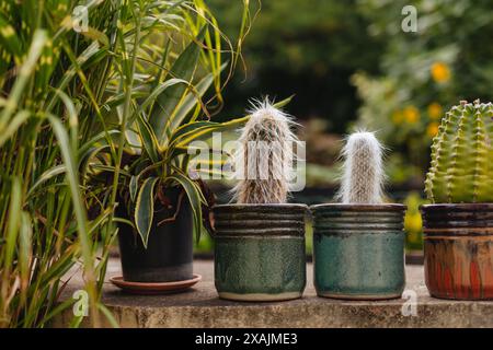 Eine Auswahl an Kakteen in wunderschönen Keramiktöpfen in einem sommerlichen Garten Stockfoto