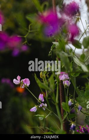 Rosafarbene Erbsenpflanzen wachsen in einem Hüttengarten Stockfoto