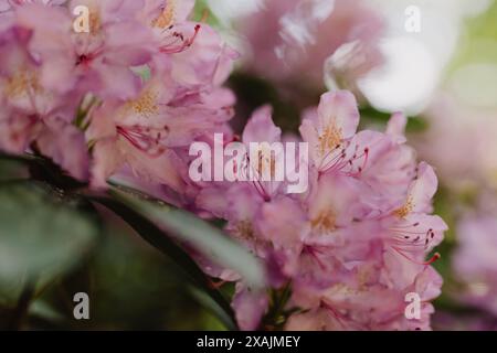 Makroaufnahme von Rhododendronblüten in Glasgow, Schottland Stockfoto