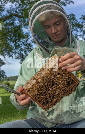 Imker pflegt in Georgia einen Bienenstock Stockfoto