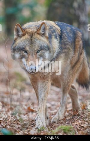 Wolf (Canis Lupus) läuft in einem Wald Stockfoto