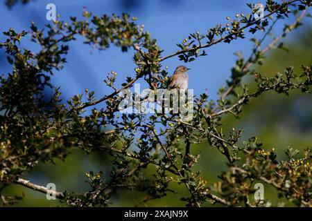 Brittens Pond, Worplesdon. Juni 2024. Sonnige Bedingungen in den Home Counties heute Morgen. Wildvögel am Brittens Pond in Worpleson bei Guildford in Surrey. Quelle: james jagger/Alamy Live News Stockfoto