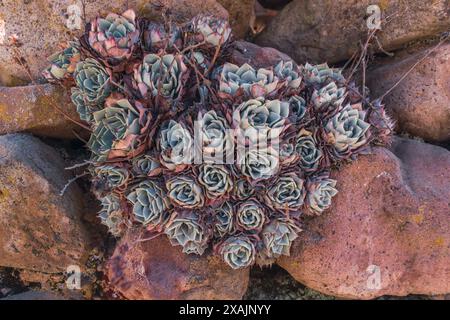 Textur der Pflanze eingebettet in Felsen im Vordergrund, beleuchtet mit natürlichem Licht. Stockfoto