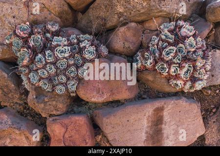 Textur der Pflanze eingebettet in Felsen im Vordergrund, beleuchtet mit natürlichem Licht. Stockfoto