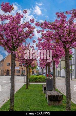 Blühende Bäume im Frühling in Pilsting, Niederbayern, Bayern, Deutschland Stockfoto