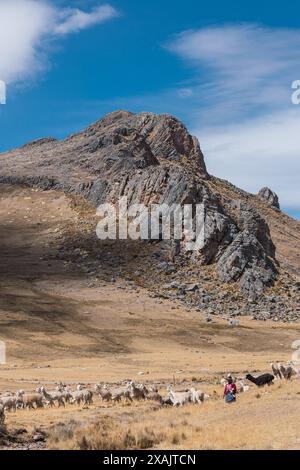 Weibliche suri Alpaka Züchterin mit weißen Fasern weidet im altiplano mit grüner und gelber Vegetation an einem sonnigen Tag mit Wolken und blauem Himmel Stockfoto