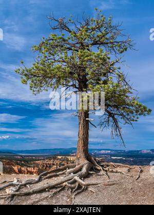 Lonely Old Tree, Bryce Canyon National Park, Utah, USA, Stockfoto