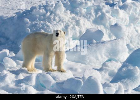 Südöstliches Grönland, Tingmiarmiut Fjord. Junger Eisbär im Packeis. Stockfoto