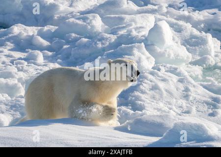 Südöstliches Grönland, Tingmiarmiut Fjord. Junger Eisbär im Packeis. Stockfoto