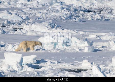 Südöstliches Grönland, Tingmiarmiut Fjord. Junger Eisbär im Packeis. Stockfoto