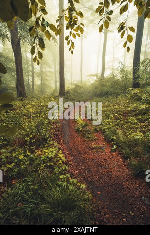 Wanderweg im Naturpark Habichtswald in Kassel in Nordhessen im Frühjahr an einem regnerischen Tag mit Nebel Stockfoto