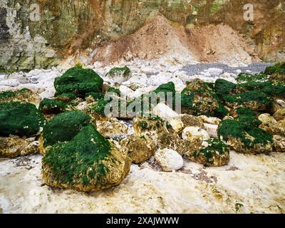 Auf den Klippen von Plage des Grandes Dalles, Normandie, Frankreich Stockfoto