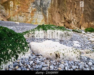 Auf den Klippen von Plage des Grandes Dalles, Normandie, Frankreich Stockfoto