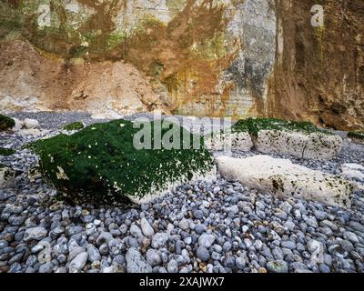 Auf den Klippen von Plage des Grandes Dalles, Normandie, Frankreich Stockfoto