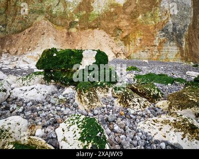 Auf den Klippen von Plage des Grandes Dalles, Normandie, Frankreich Stockfoto