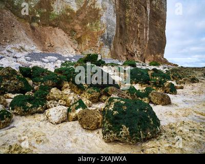 Auf den Klippen von Plage des Grandes Dalles, Normandie, Frankreich Stockfoto