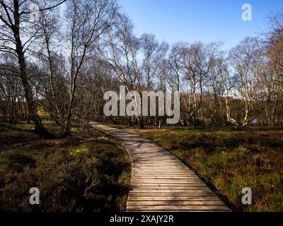 Unterwegs am Vogelkai einer historischen Entenfalle im Naturschutzgebiet Westerheide am Amrum im Nationalpark Wattenmeer, Norddeutschland Stockfoto