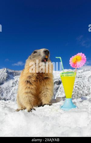 Alpenmurmeltier (Marmota marmota) sitzt im Schnee mit offenem Mund neben einem bunten Cocktail und schnappt an einem Stroh Stockfoto